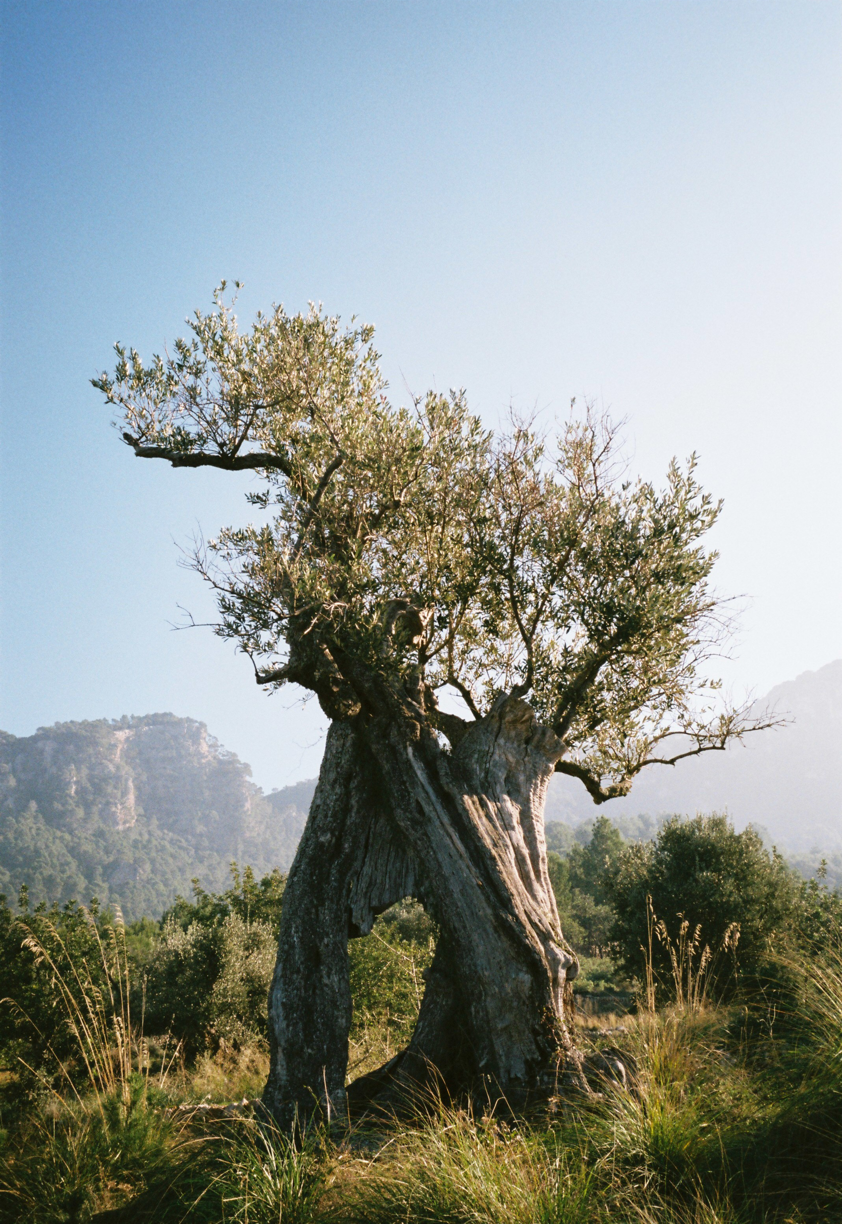 Banyalbufar, Mallorca. Early 2015