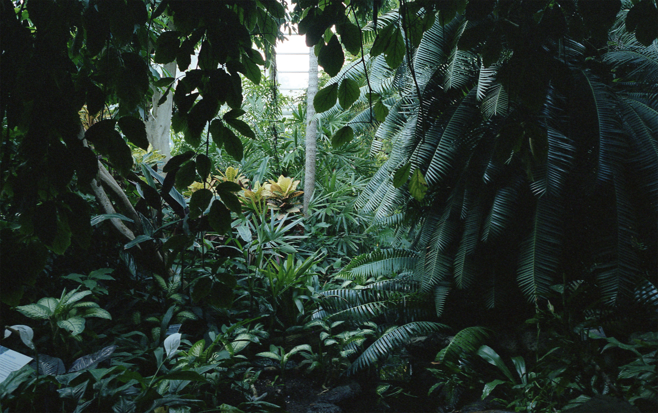 Brooklyn's Botanical Garden, New York