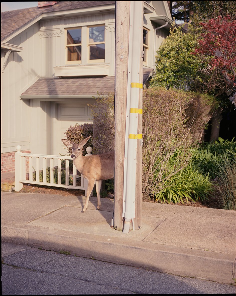 Bambi, Monterrey, CA. 2023