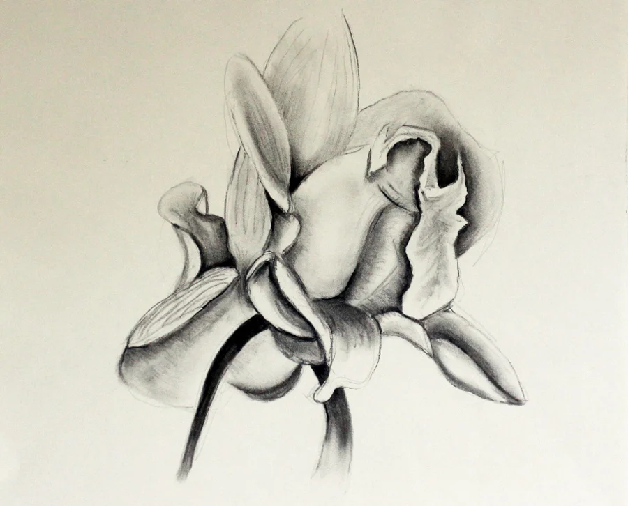 SL007, 275mm x 420mm; Charcoal on paper, $100