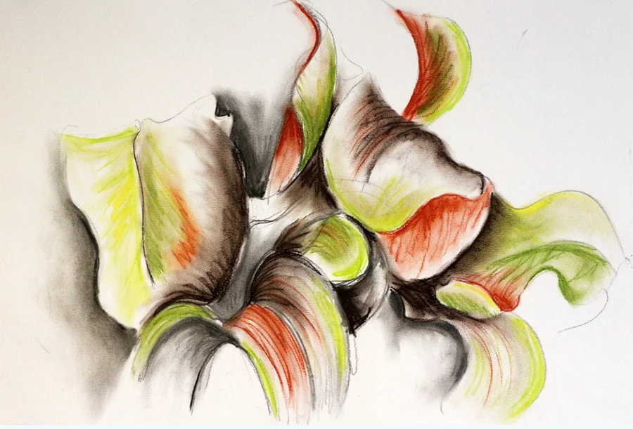 SLO003, 350mm x 500mm; Charcoal and coloured pencil on paper, $125