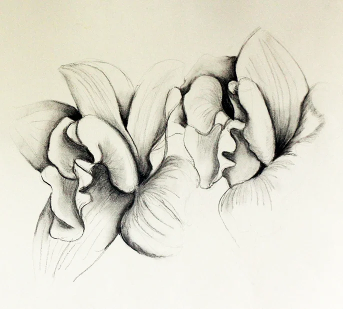 SLO006, 275mm x 420mm; Charcoal on paper, $100