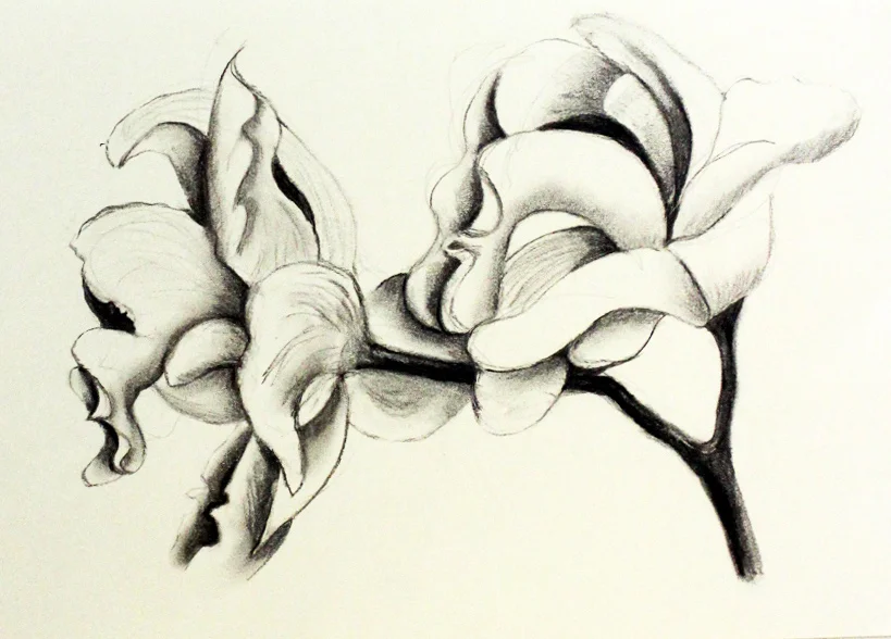 SL002, 290mm x 420mm; Charcoal on paper, $100 