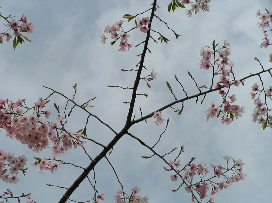 PH002