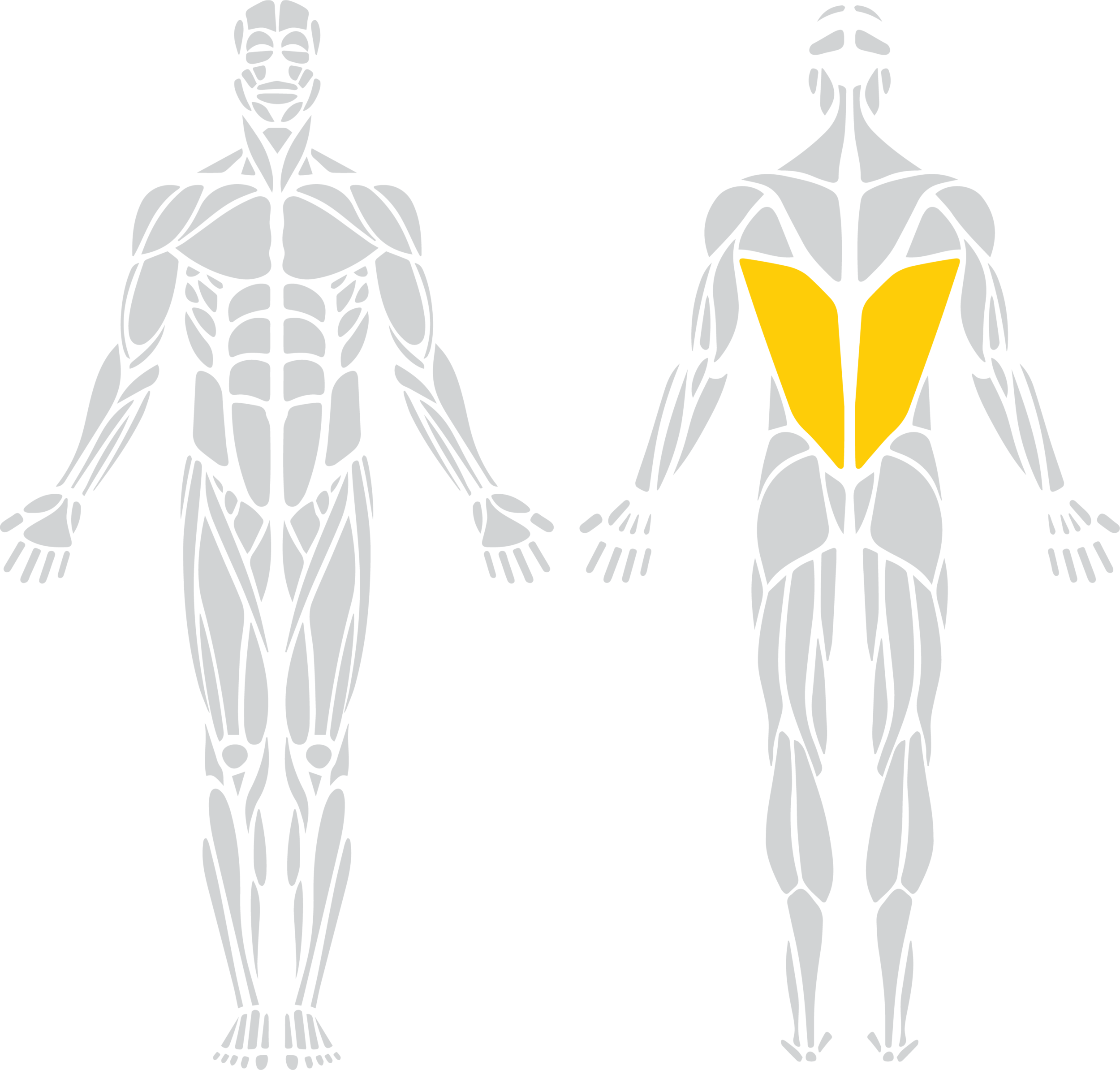 Latissimus Dorsi "Lats"