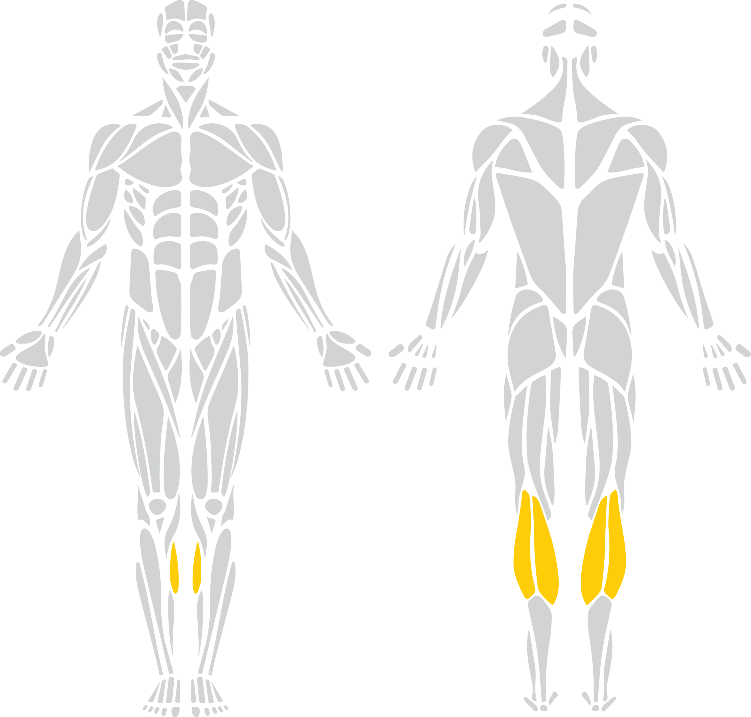 Gastrocnemius "Calves"