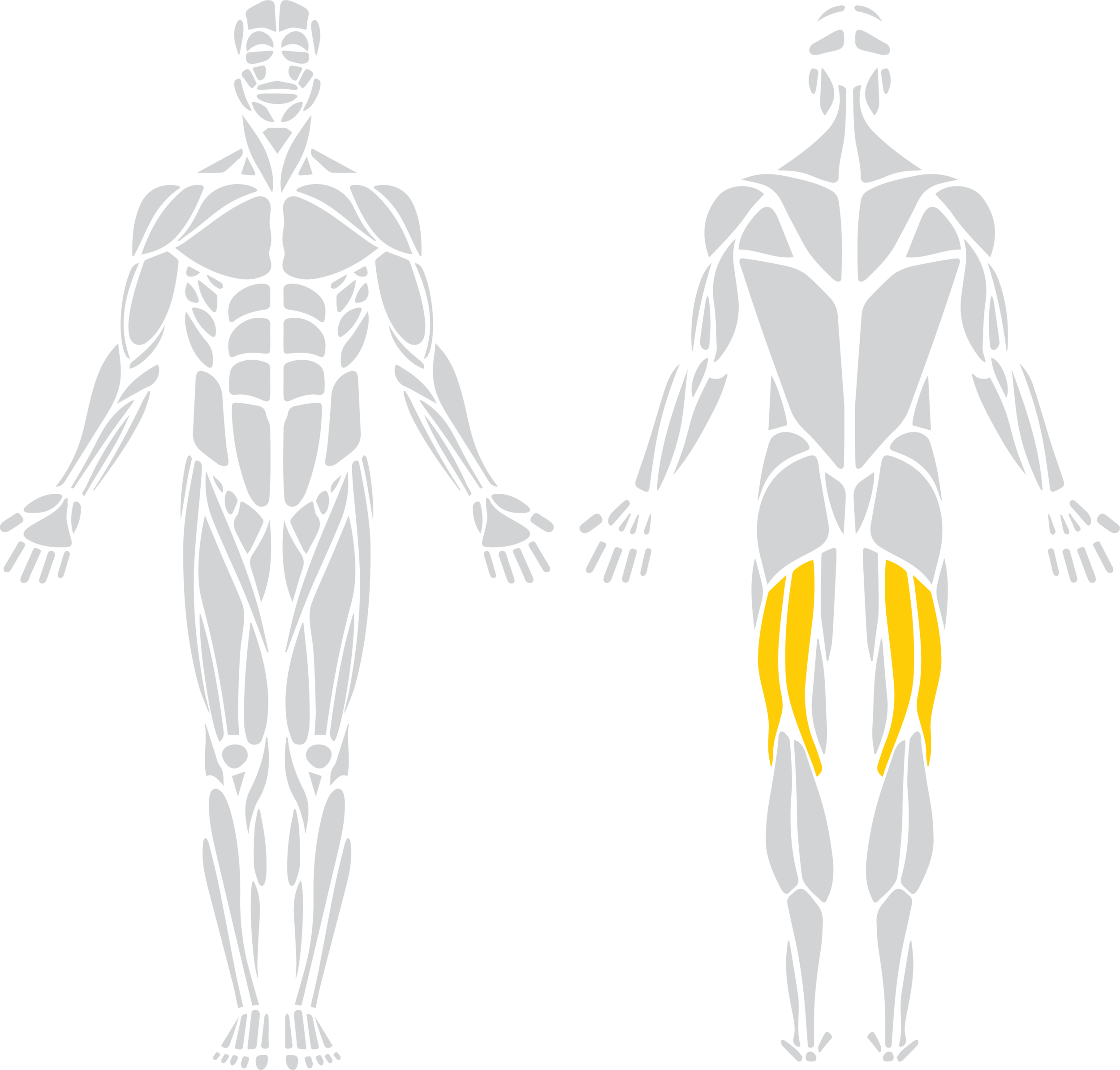 Hamstrings "Hammies"