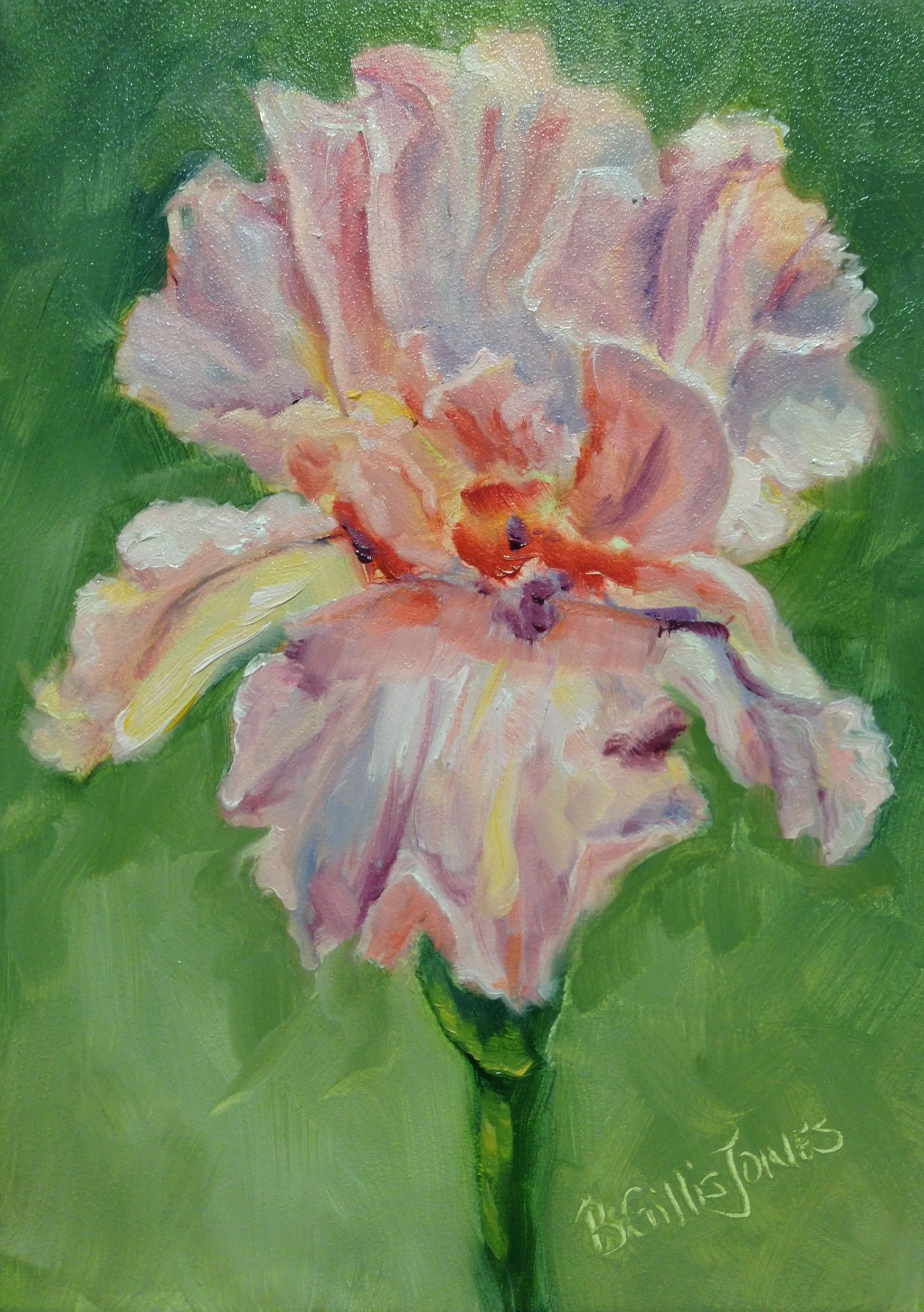 Blushing Iris