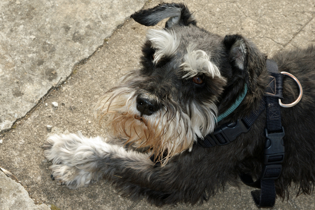 Well-behaved dogs welcomed by arrangemnt