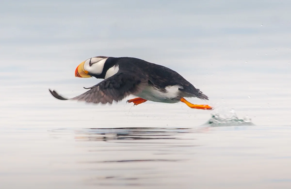 Horned Puffin