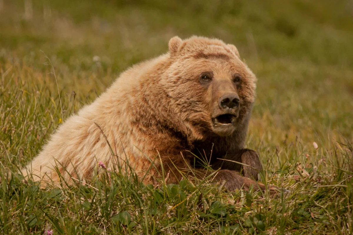 Grizzly Bear