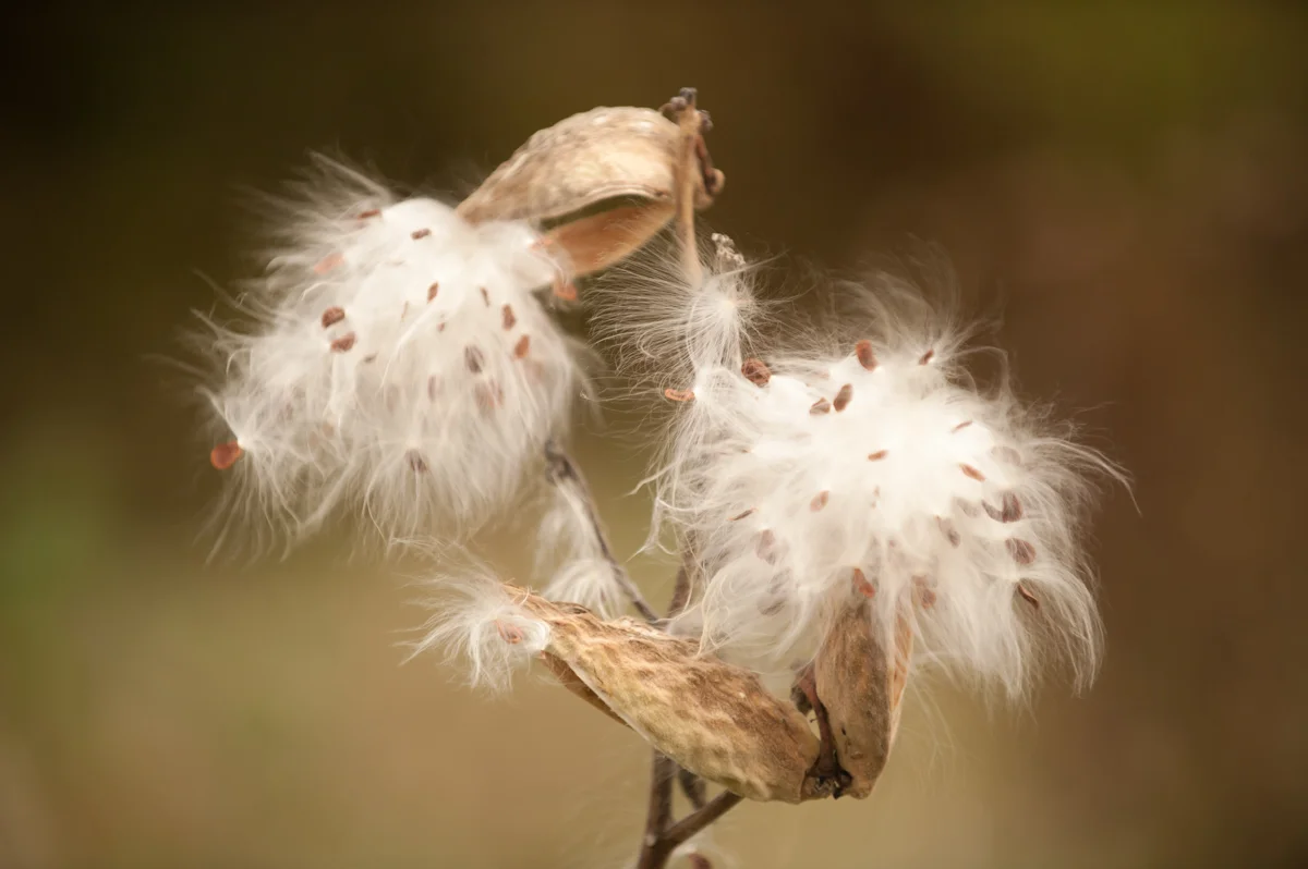 Milkweed