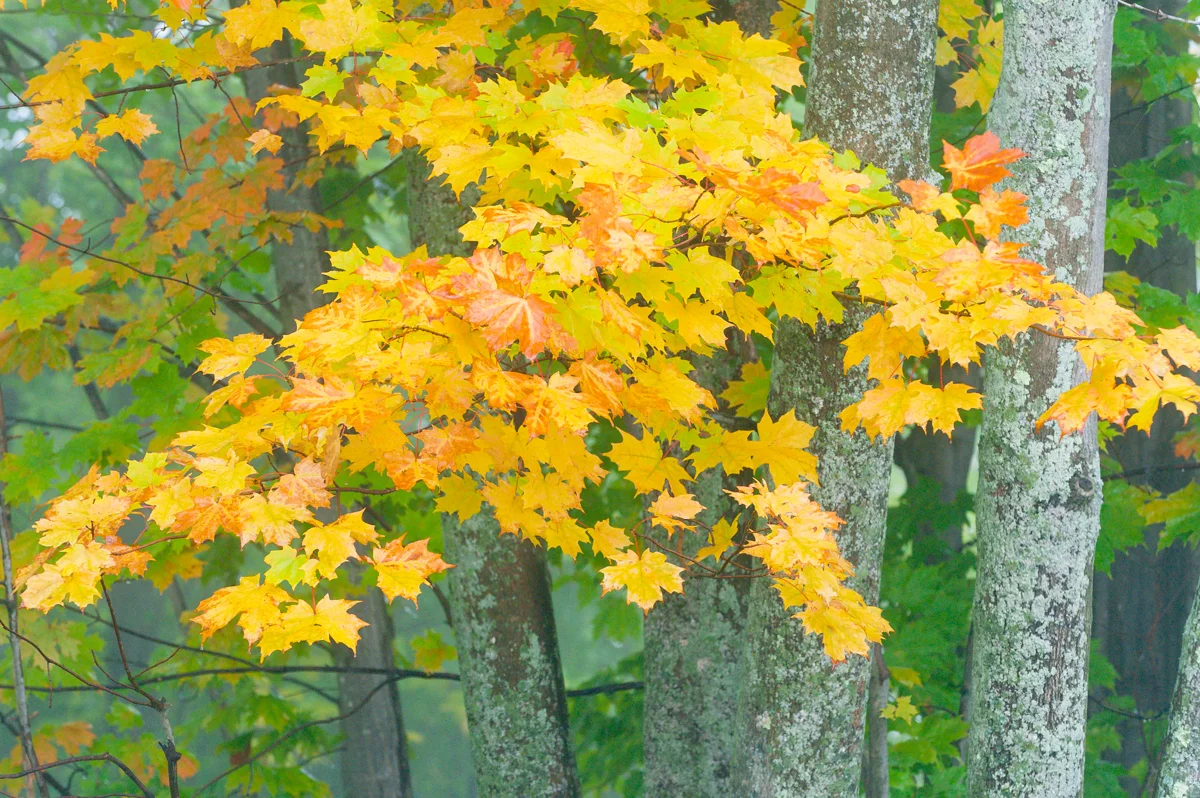 Maple Leaves