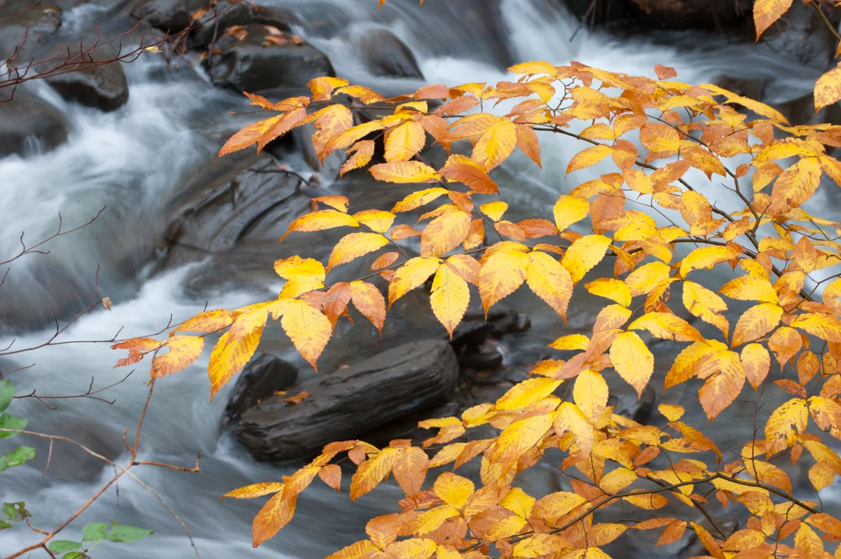 Beech leaves and Stream