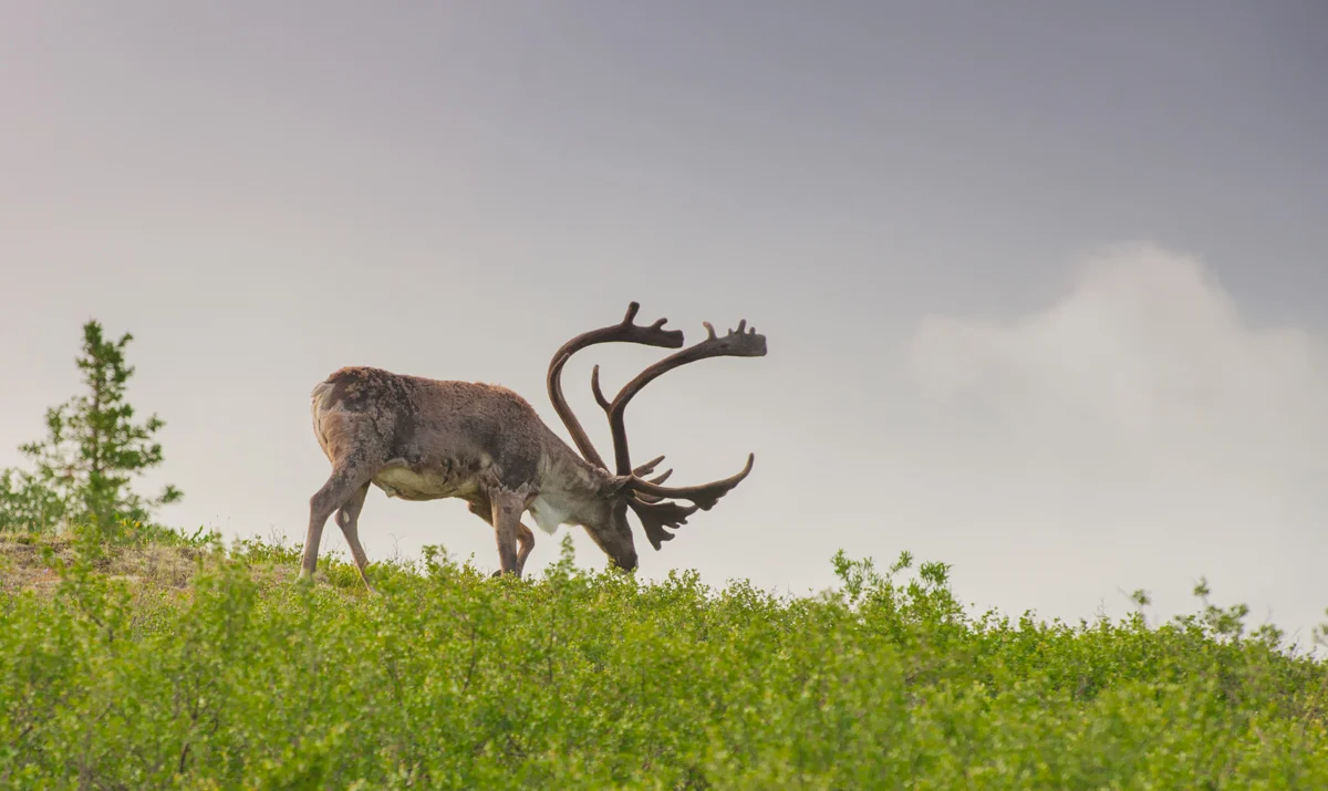 Caribou, Denali Park, Alaska