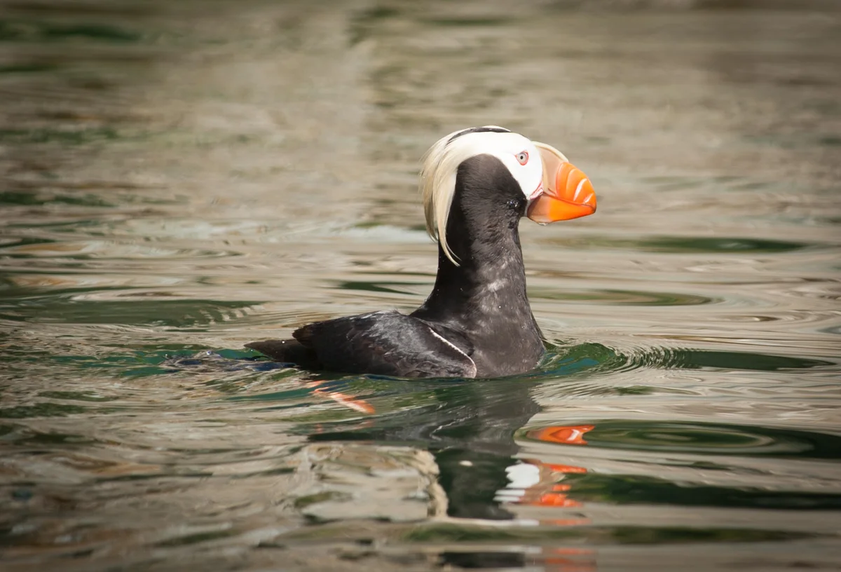Tufted Puffin