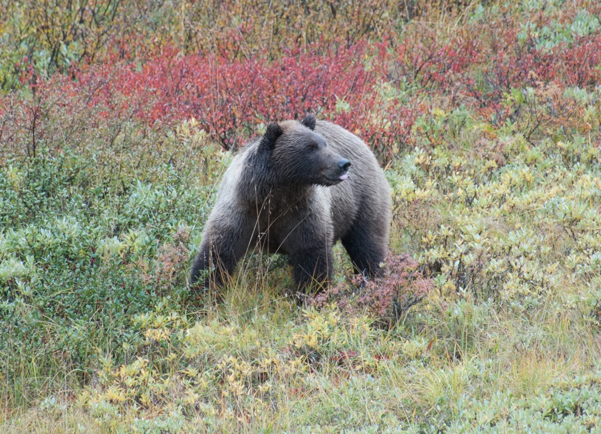 Grizzly Bear