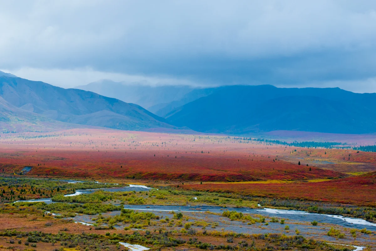 Autumn Colors - Denali Park