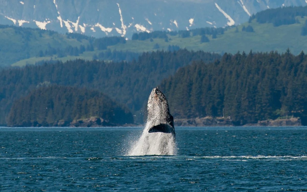 Humpback Whale