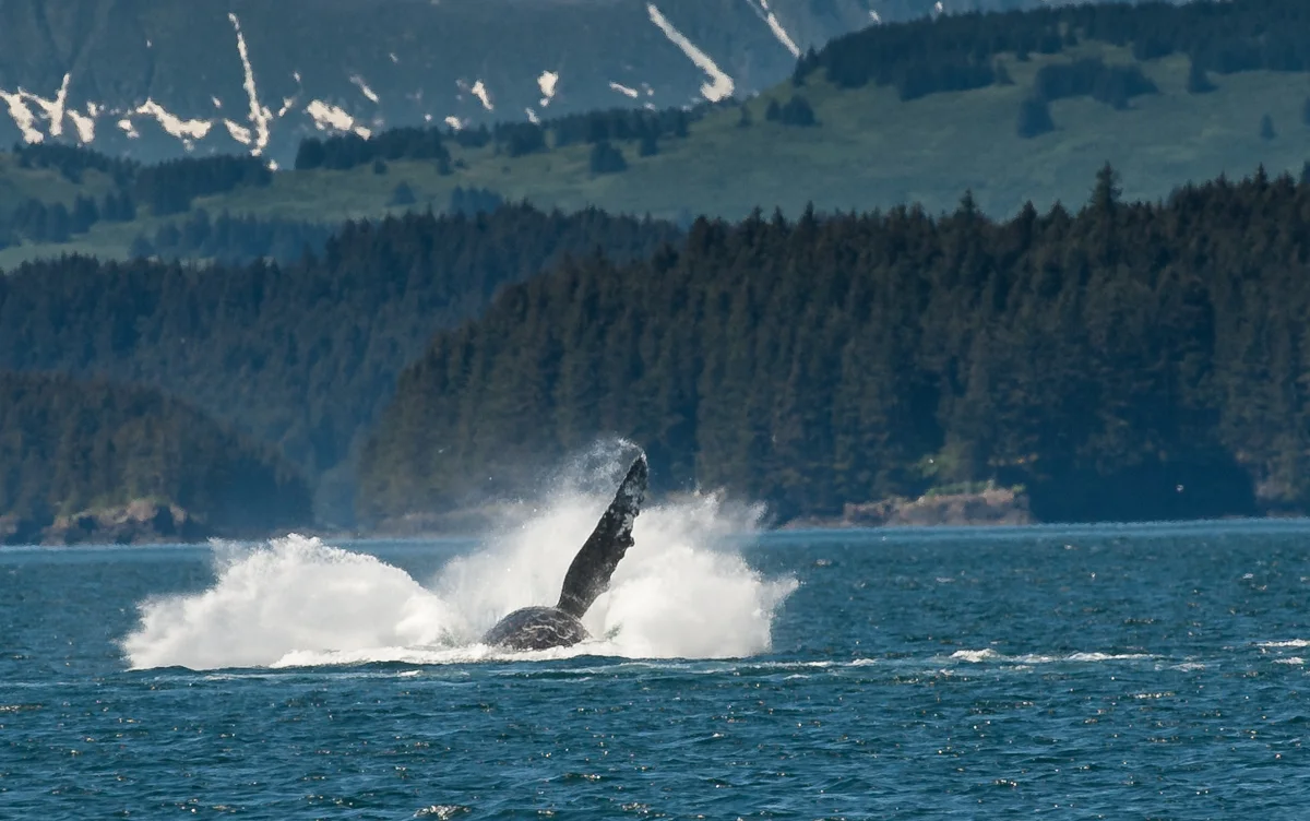 Humpback Whale