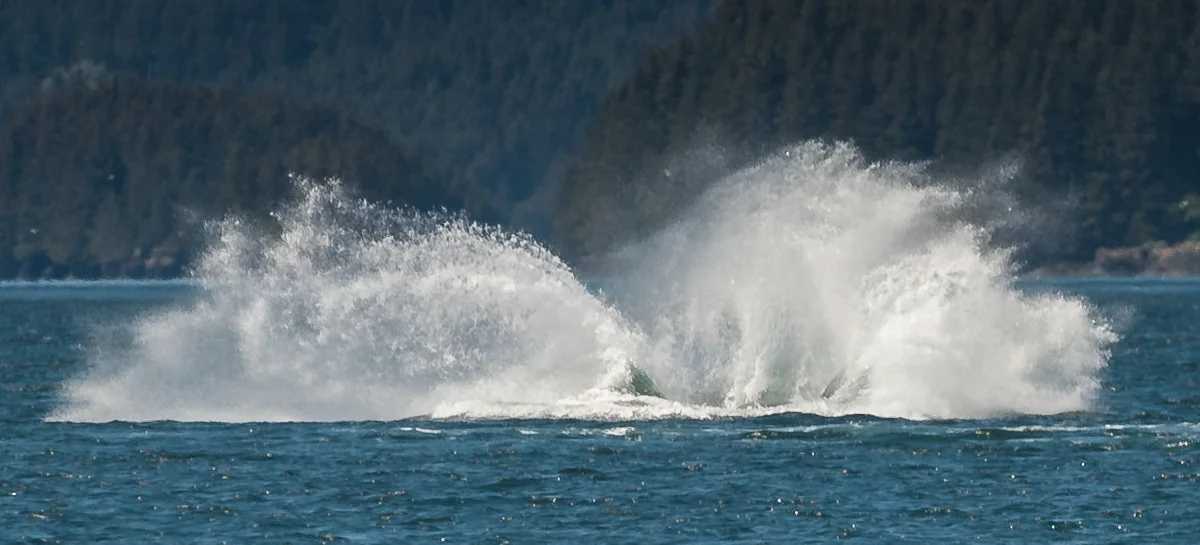 Humpback Whale