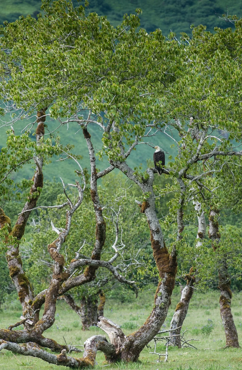 Bald Eagle