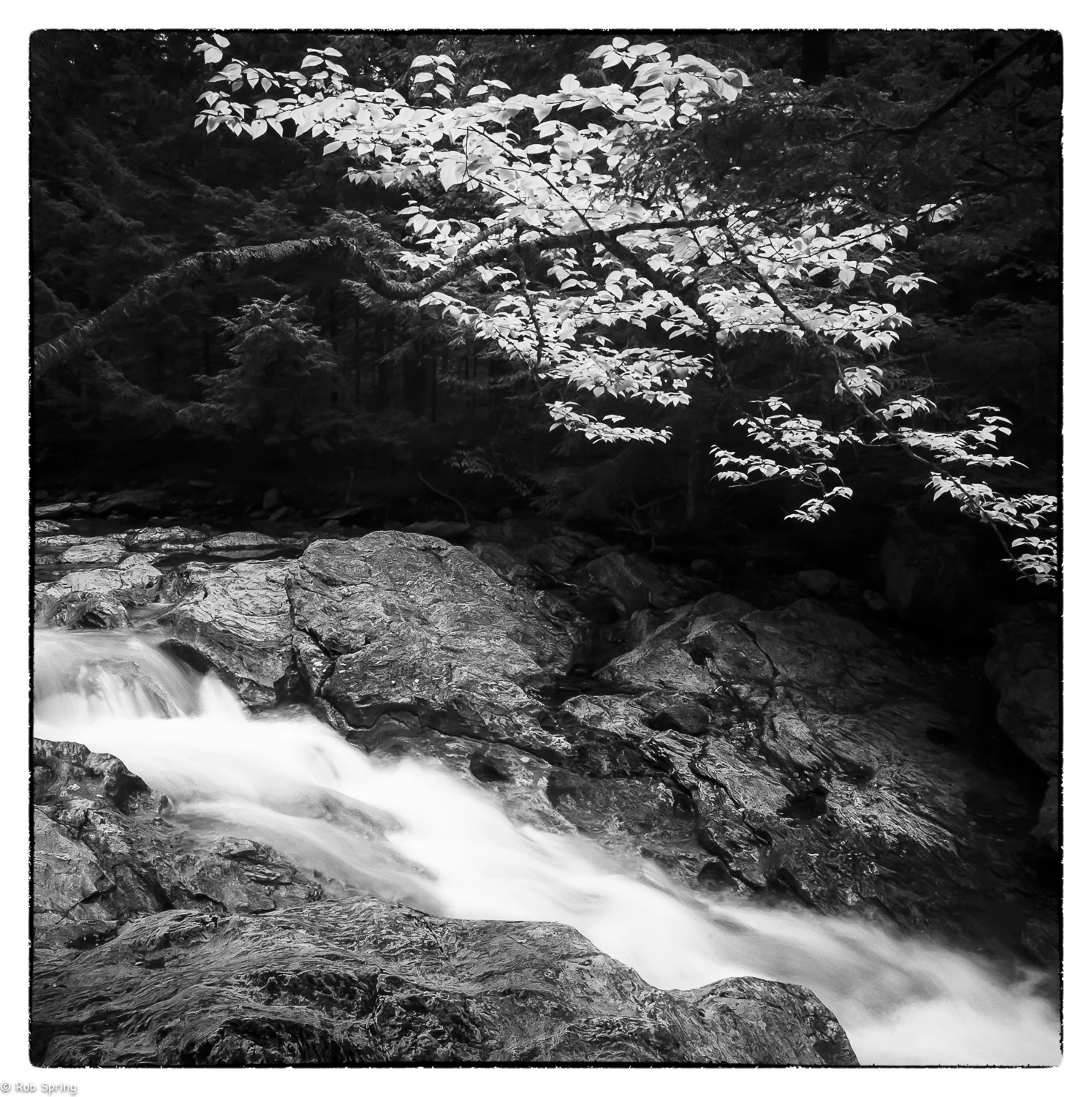 Bingham Falls - Spring