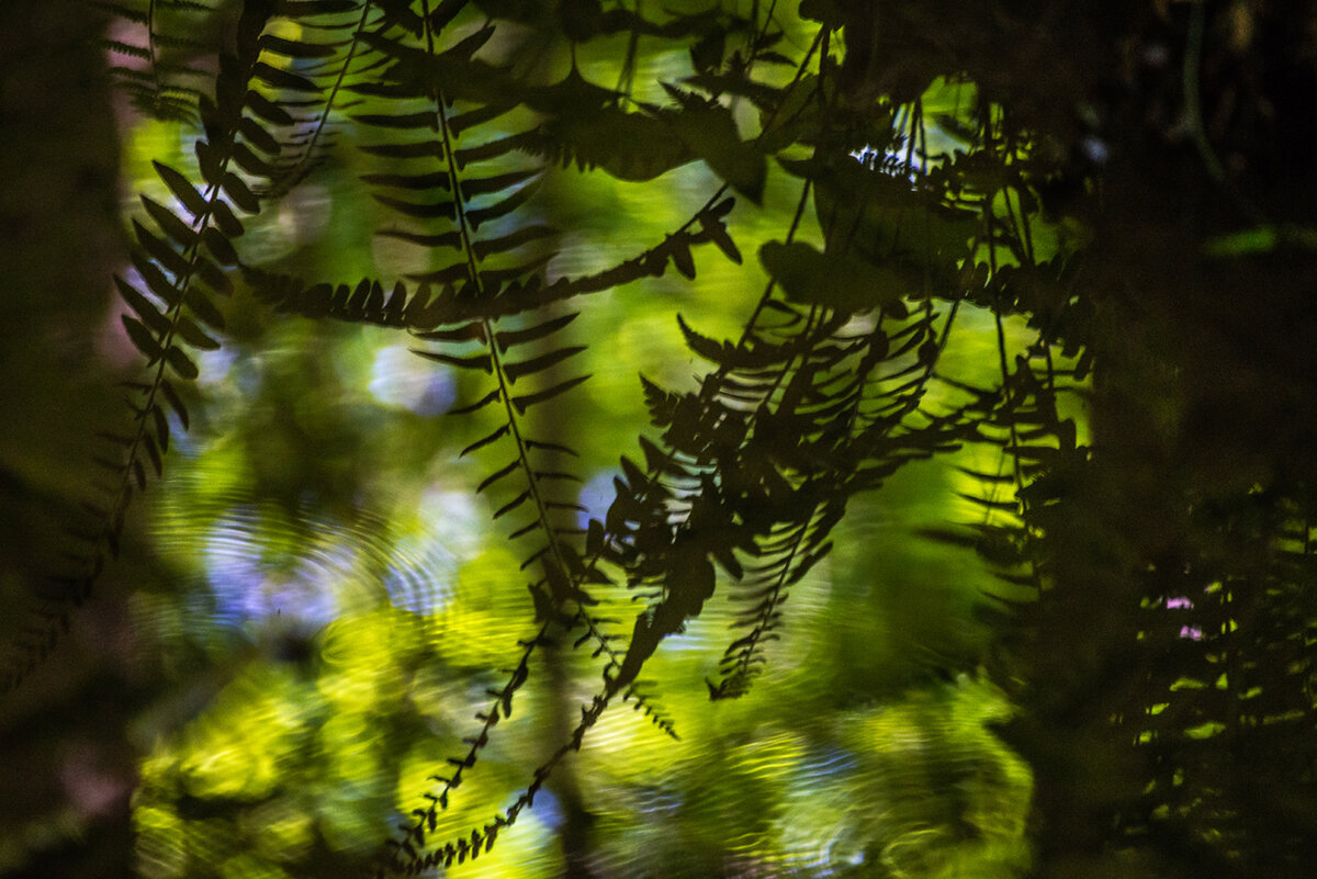 GittelPrice Fern Shadows.jpg