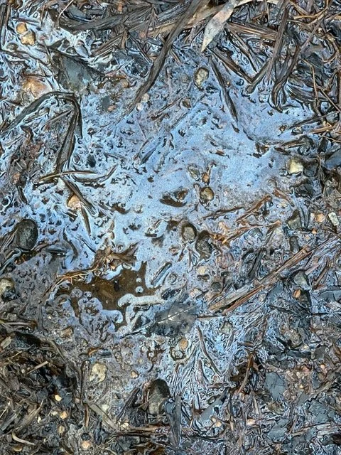 IMG_0531_blue maze.jpeg