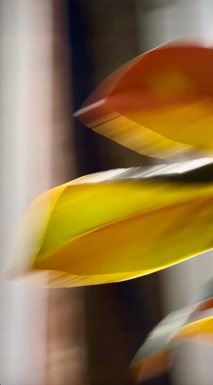 Brown_Margaret Waagt.png