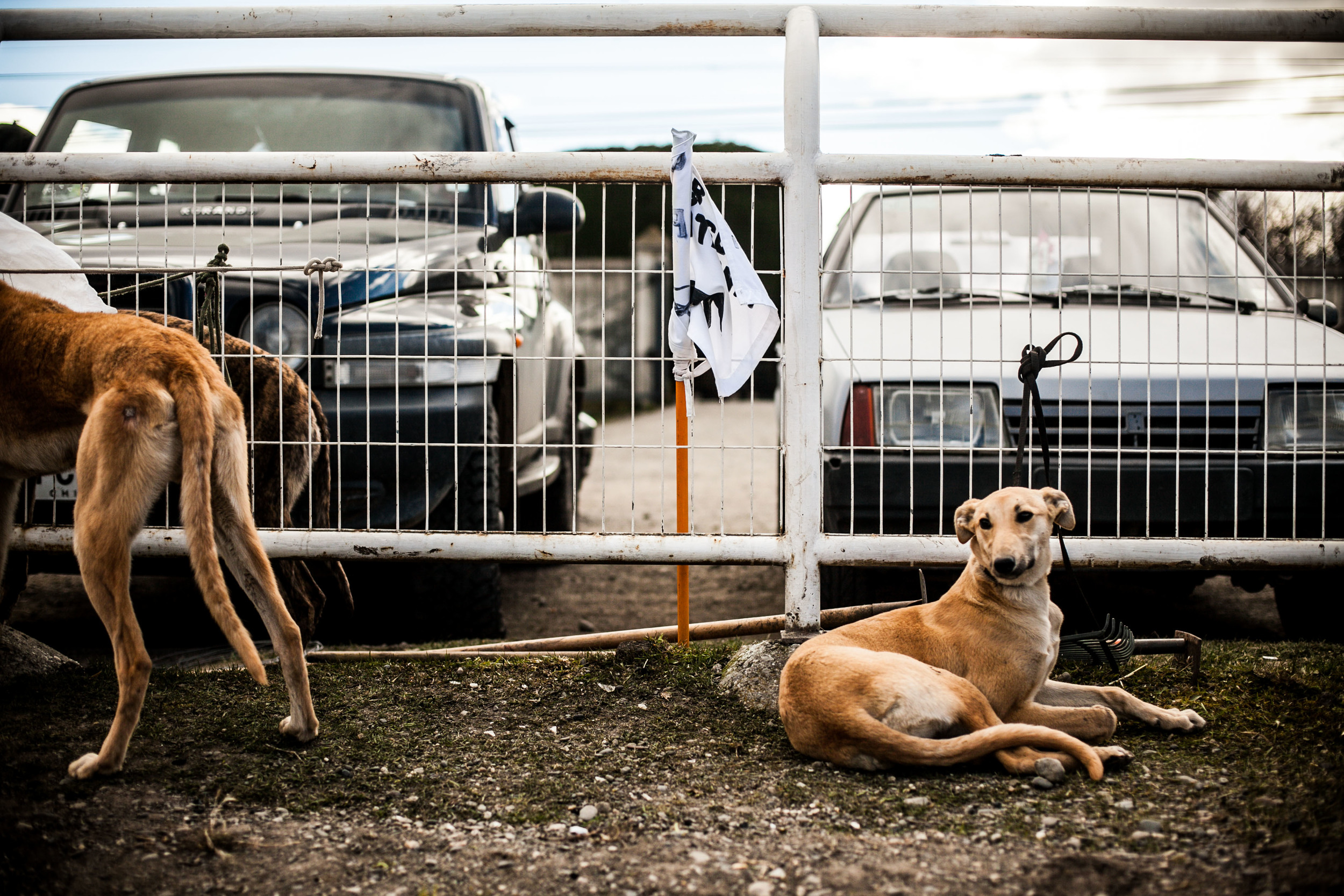 GALGOS MIGRAR POBLETE 01.jpg