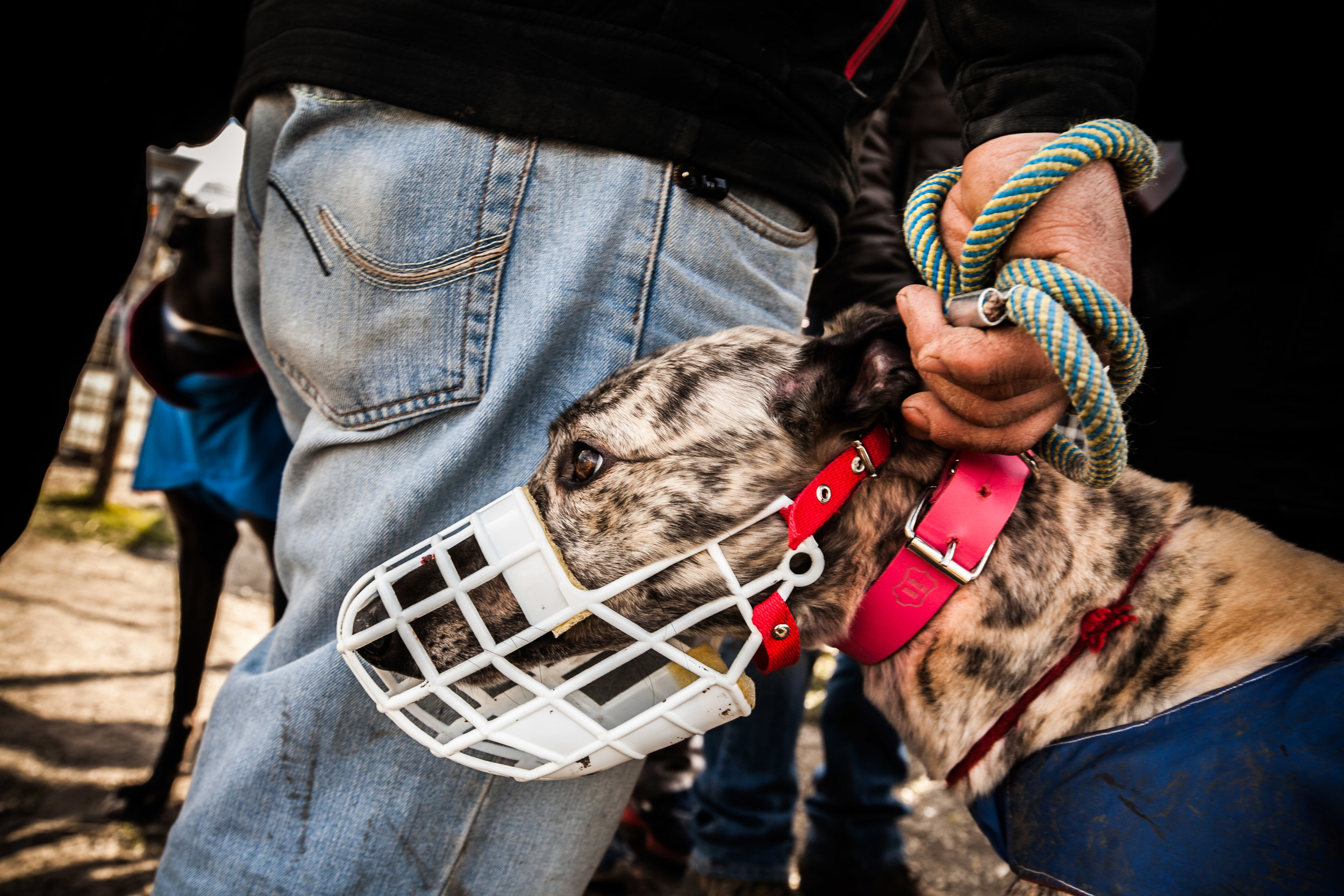 GALGOS MIGRAR POBLETE 06.jpg