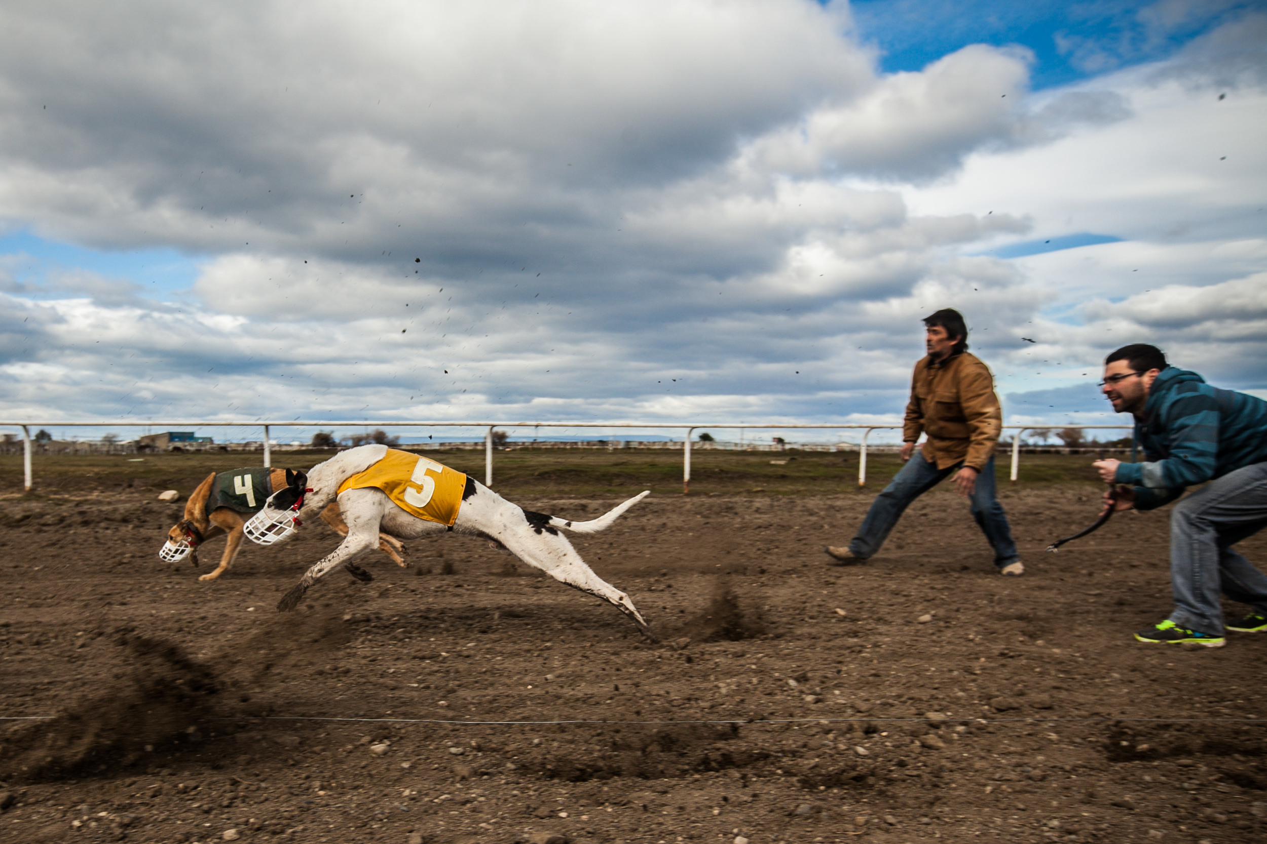 GALGOS MIGRAR POBLETE 13.jpg