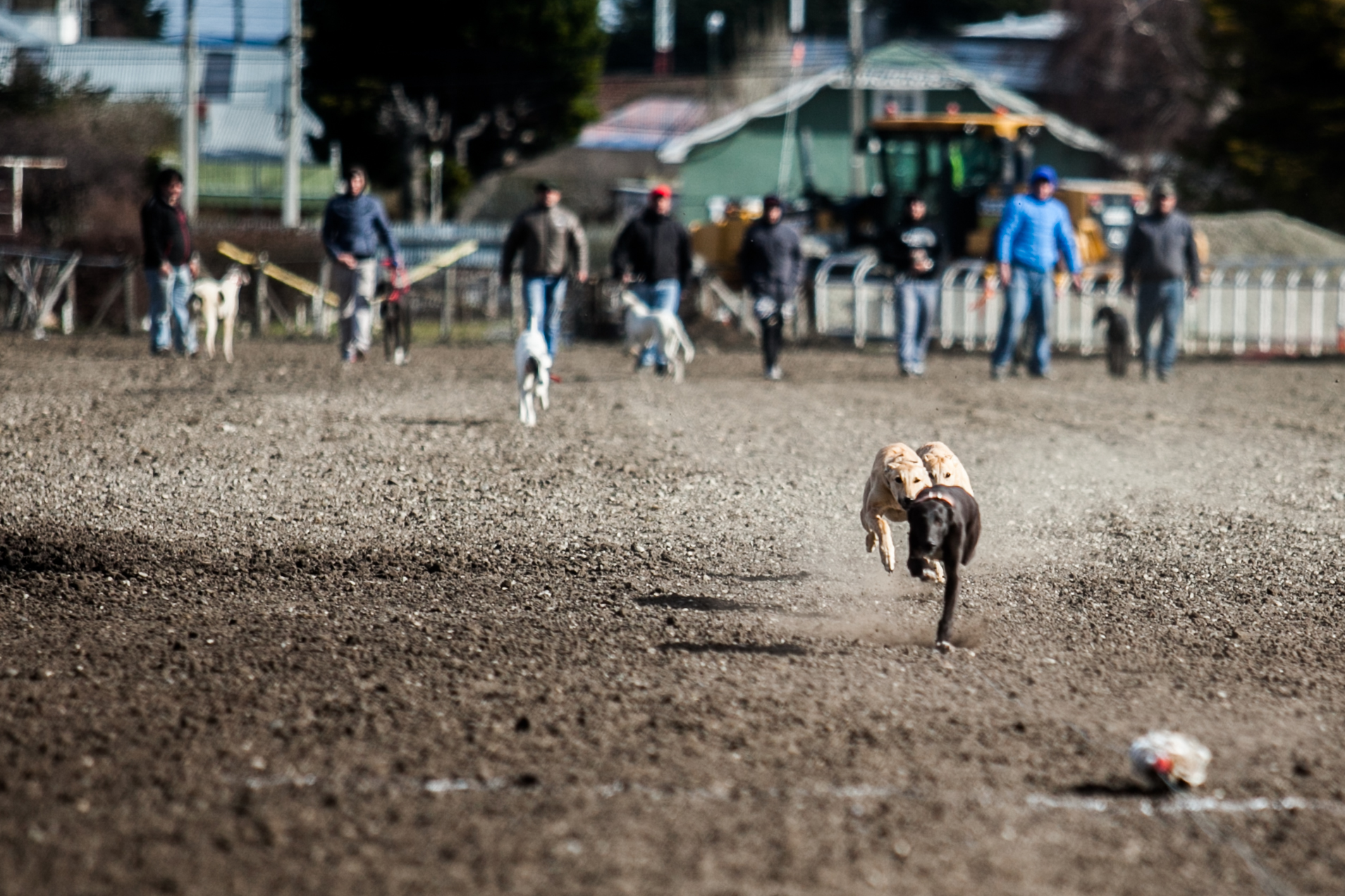 GALGOS MIGRAR POBLETE 15.jpg