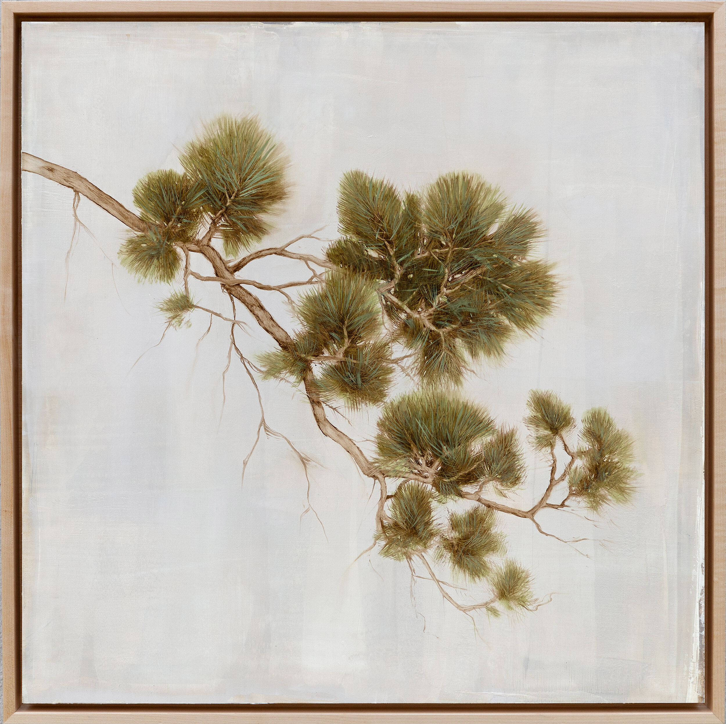 Pinyon Pine I