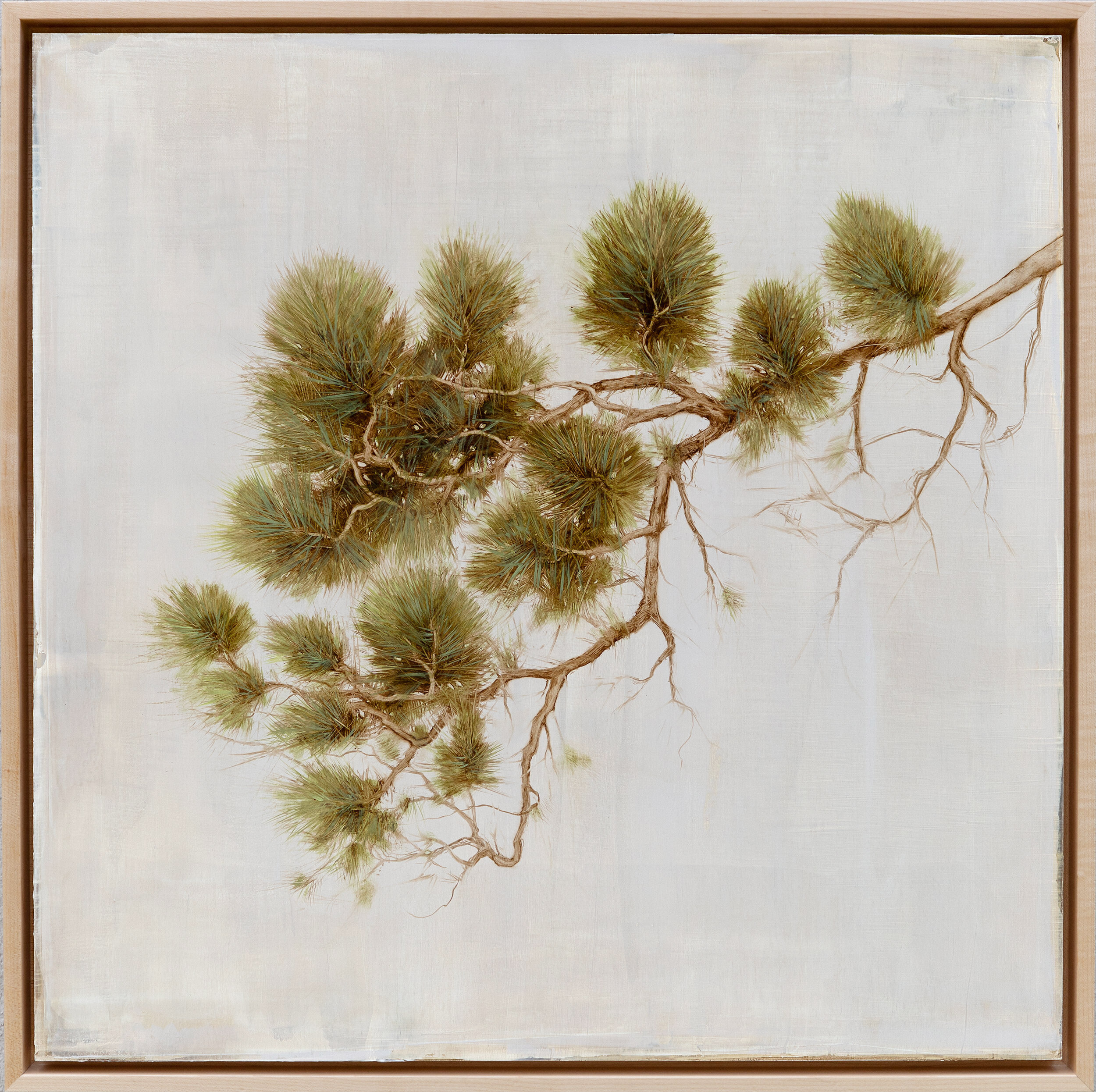 Pinyon Pine II