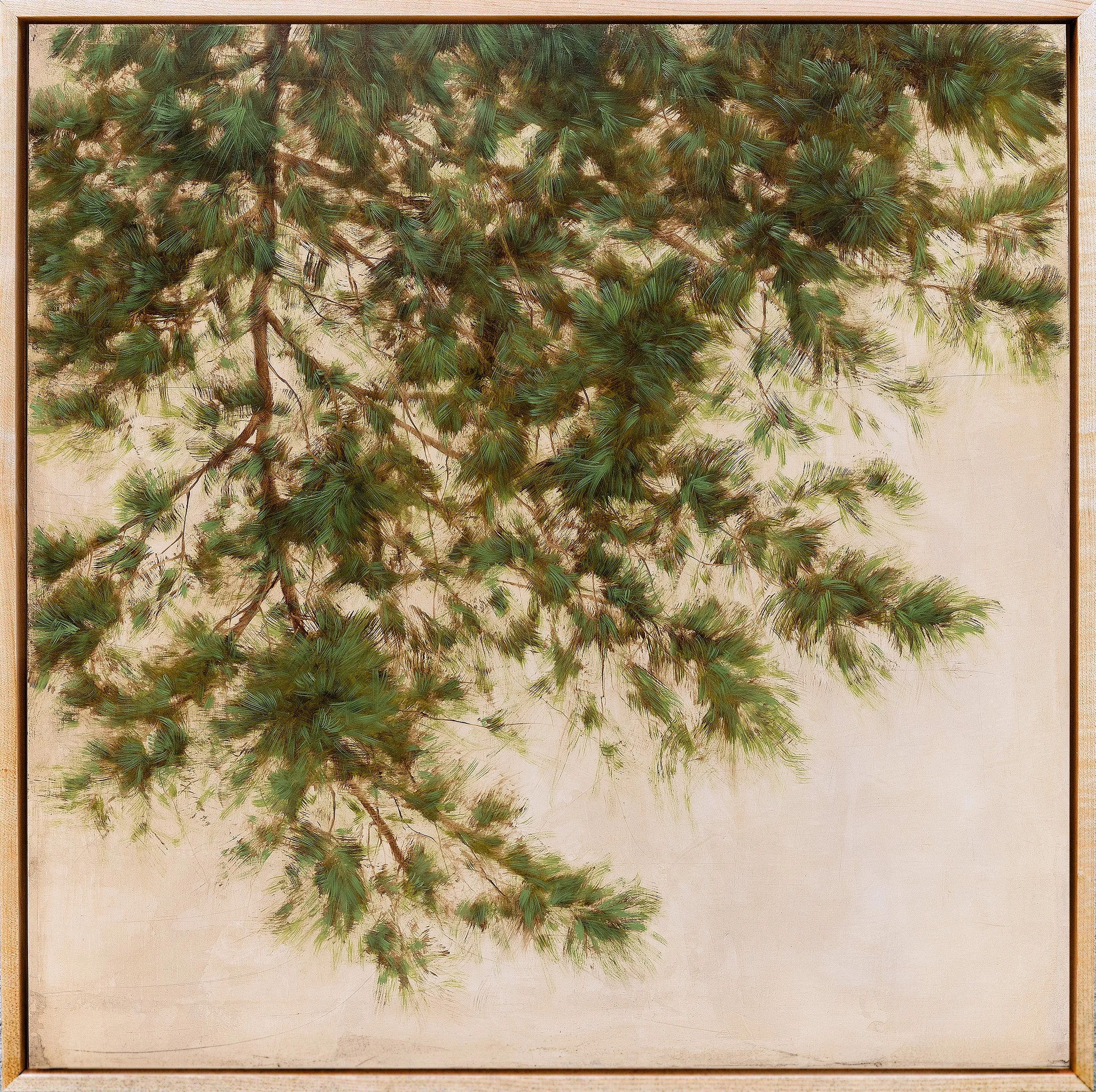 Cascade Pine
