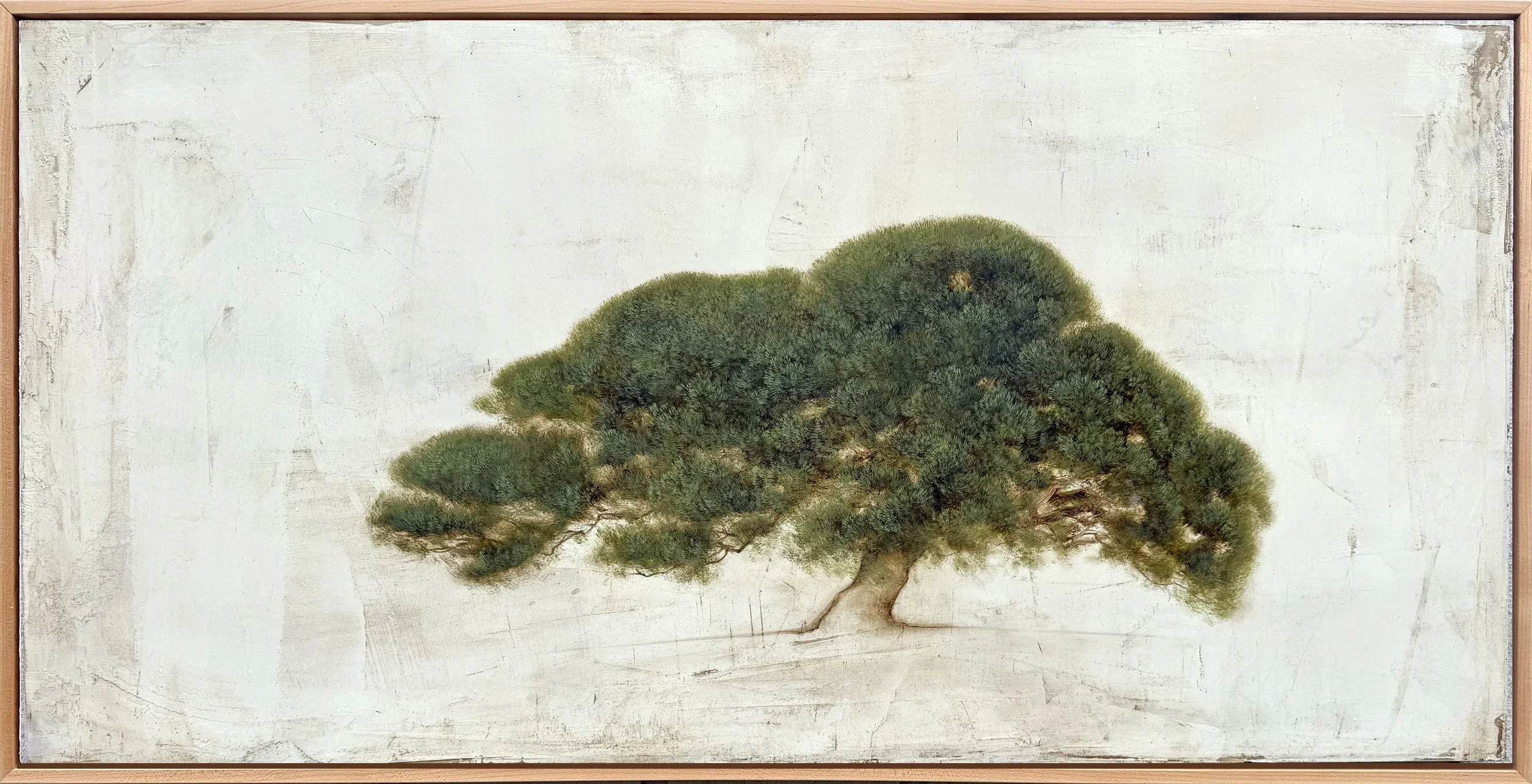 Bonsai by the Sea