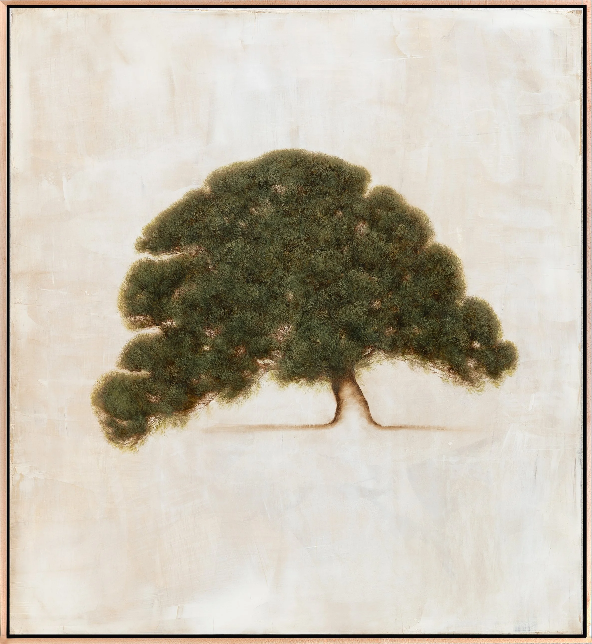 CedarInTheMorningLight_37x41.jpg