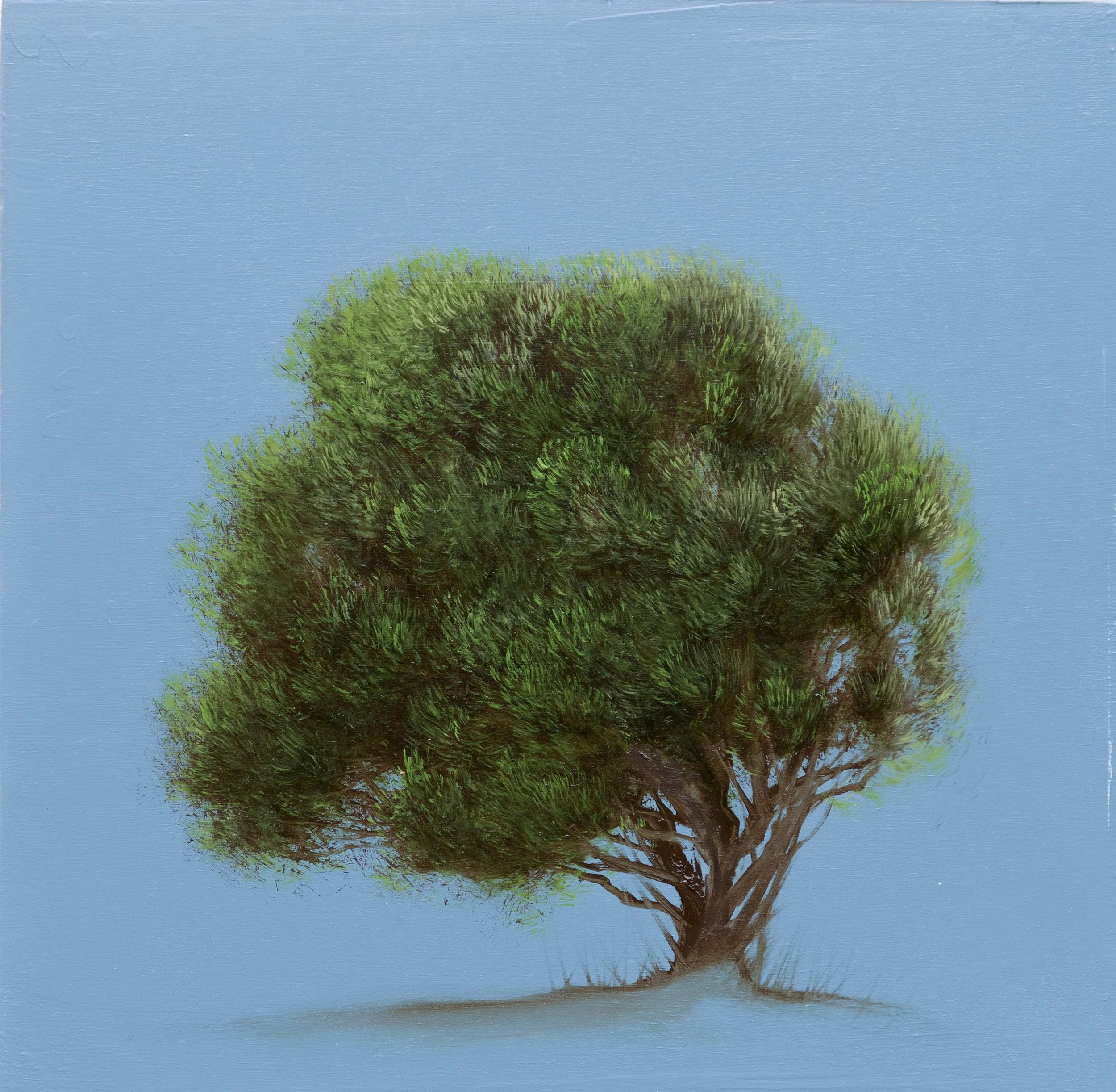 CedarbytheSeaIV_12x12.jpg