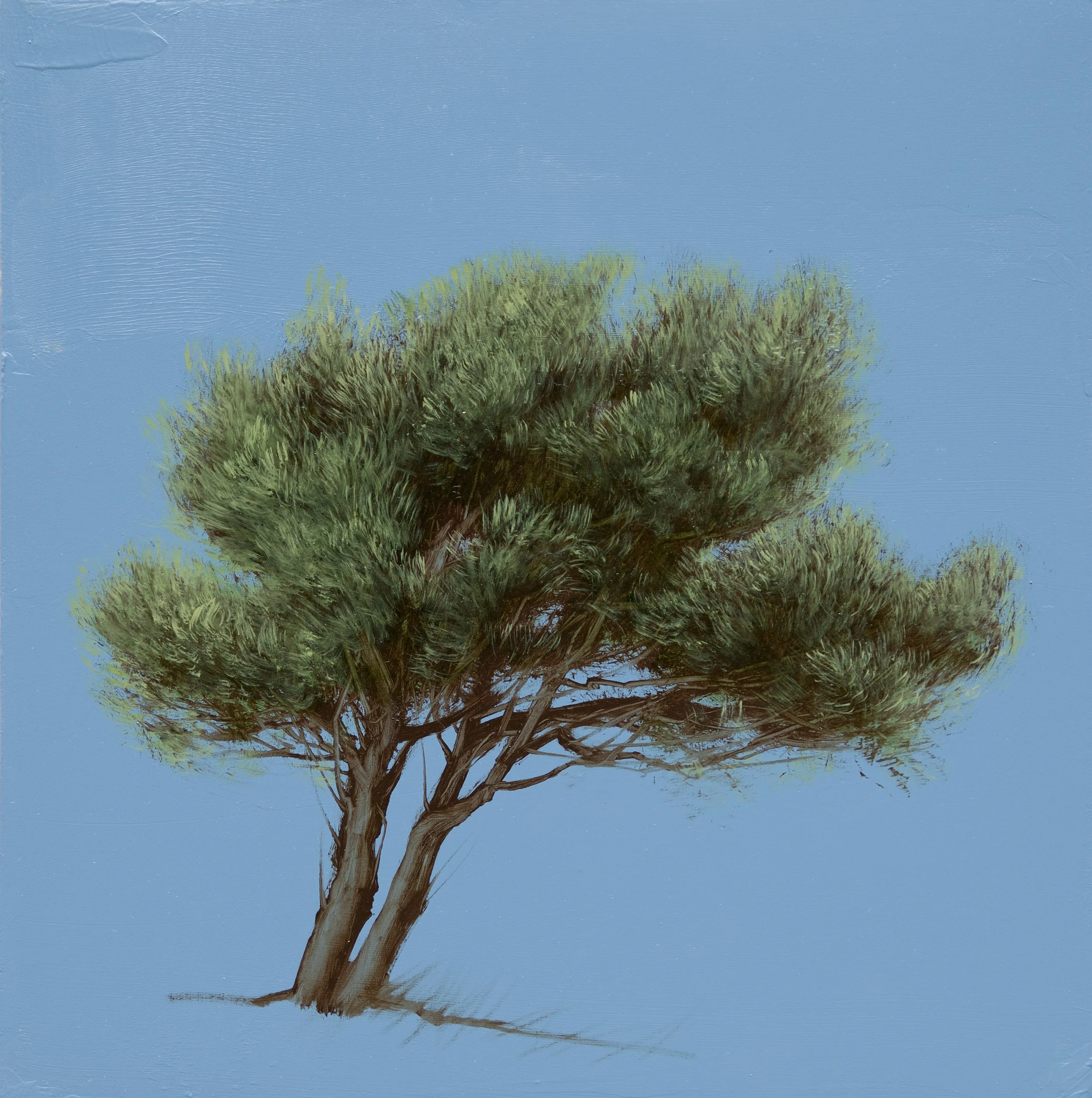 cedarbytheseaIII_12x12.jpg