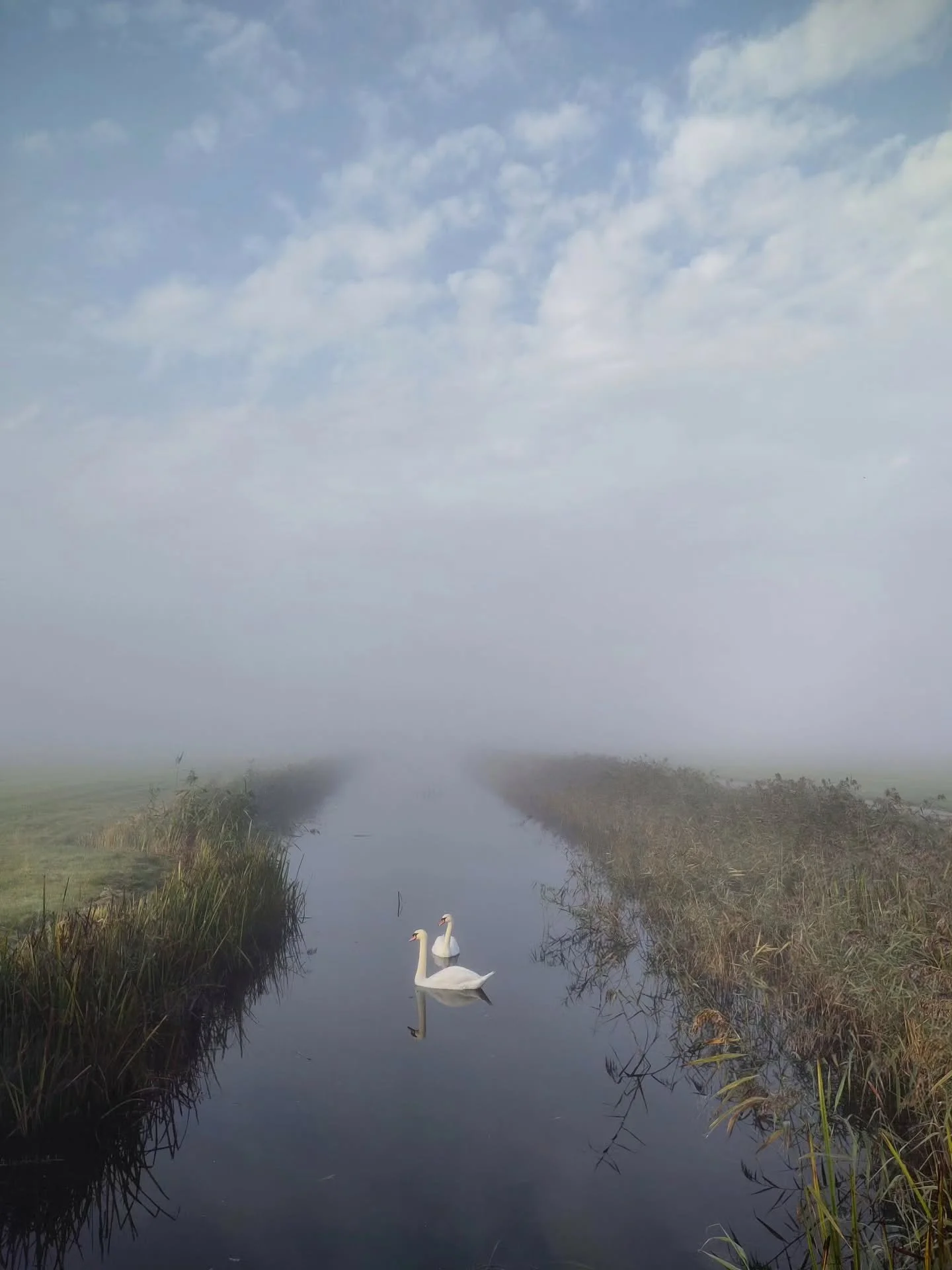Herfstochtenden in waas!

#zwanen #wittezwanen #phonephotography #oktober #herfst #mist #walkingthedog #komnietmeerzoveeltegentegenwoordig
