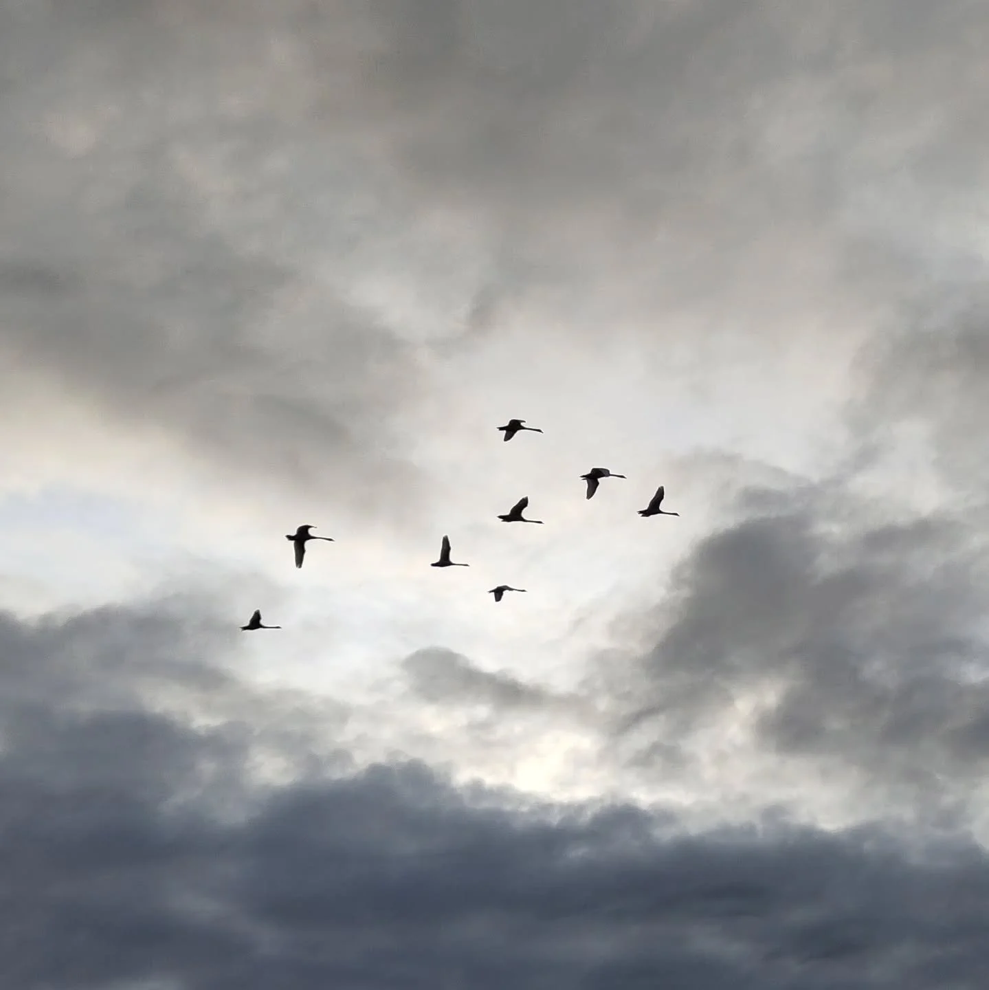 Het ganse leven! 

#phonephotography #gansen #gansedagbuiten #gansedag #nilsholgersson #deleven #phonepic #picoftheday📷