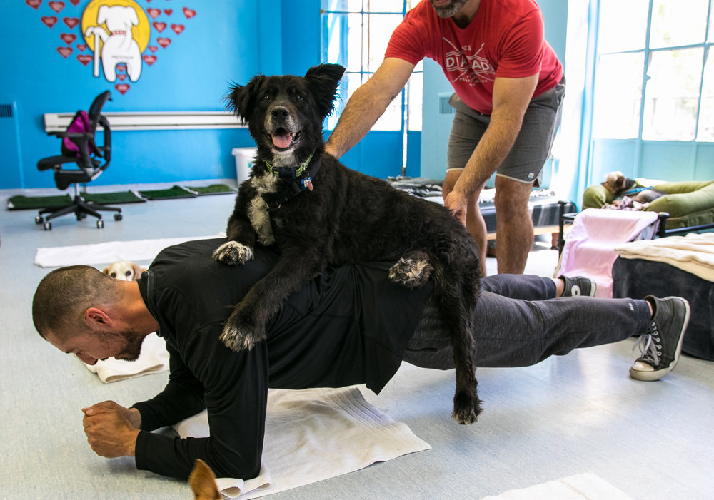 2017 05 15 Muttville Exercise Class-24.jpg