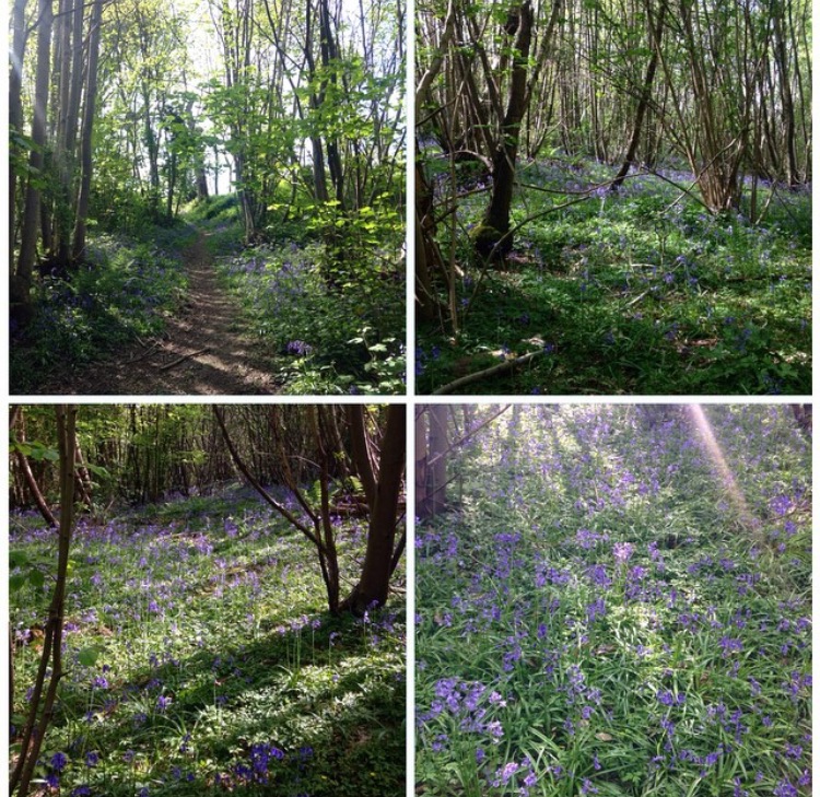 Farningham woods in May