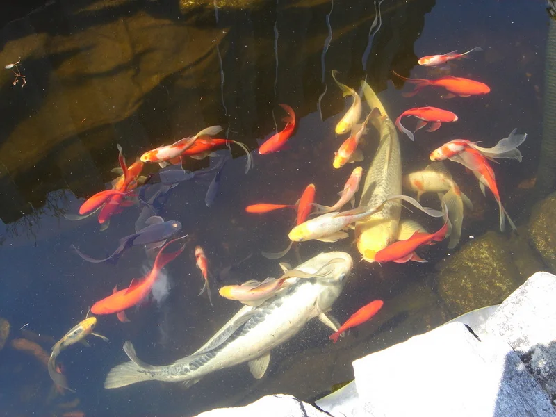 fish.jpg