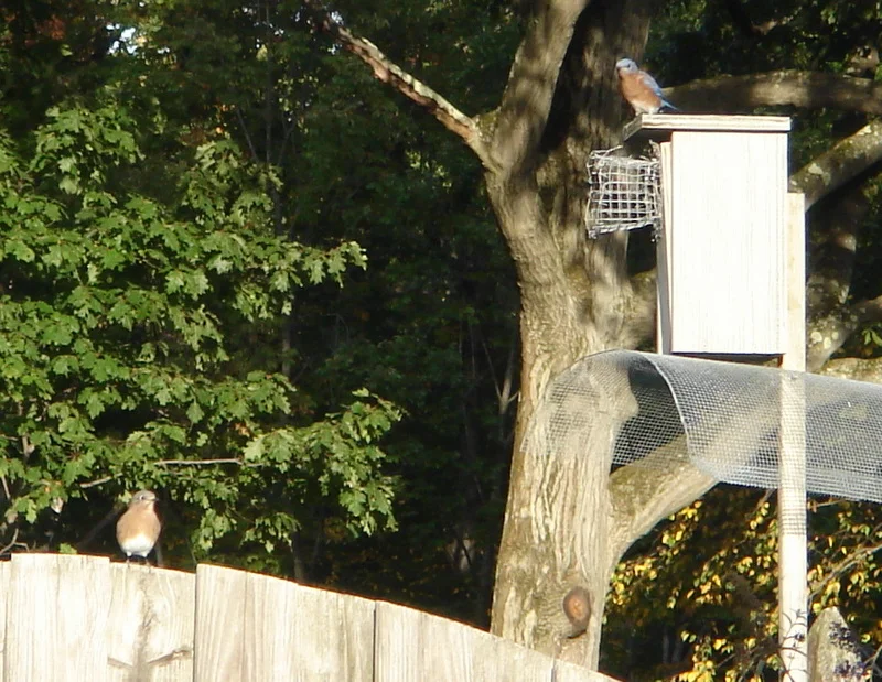 bluebird.jpg