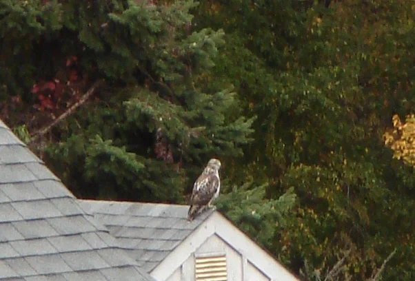 red tailed hawk.jpg