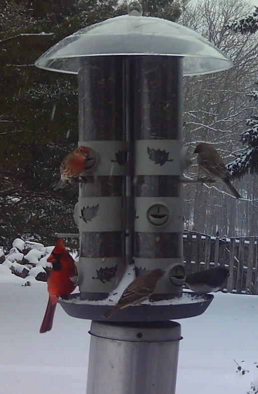 bird feeder.jpg