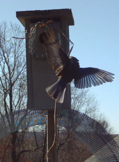 nest feathering.jpg